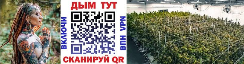 Конопля сатива  Томилино 